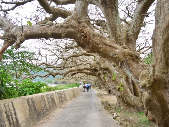 【奄美大島発】加計呂麻島観光ツアー 短い時間で効率よく島の魅力に触れる旅 ＜最大6名／3時間＞ by ダンデライオン奄美