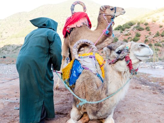 shutterstock_591084416