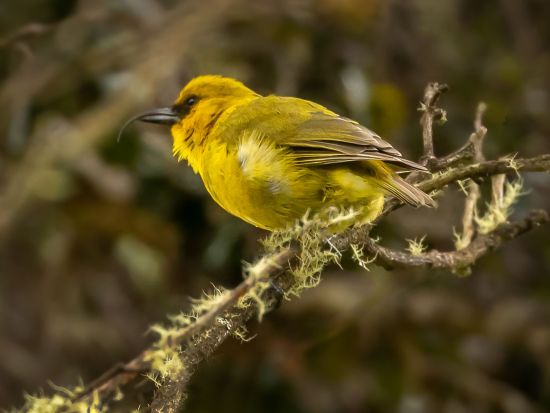 ハワイ島　バードウォッチングツアー 　ハカラウ・フォレスト国立野生動物保護区＜1日／朝・昼食付／英語ガイド＞