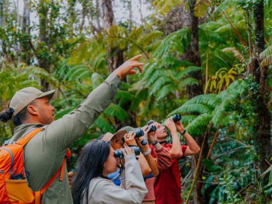 ハワイ島　バードウォッチングツアー 　ハカラウ・フォレスト国立野生動物保護区＜1日／朝・昼食付／英語ガイド＞