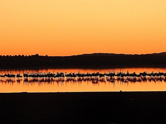 【6～9月】エルゴレア宿泊ツアー　サハラ砂漠の砂丘で行うサンドバス体験！＜6泊7日／英語ガイド／アルジェ発着＞