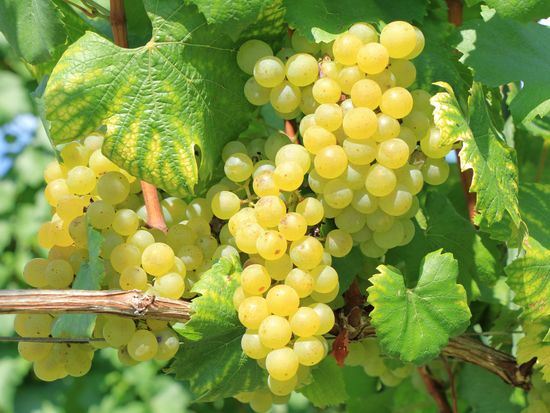 Generic_White_Wine_Grapes_pixta_69023920_M