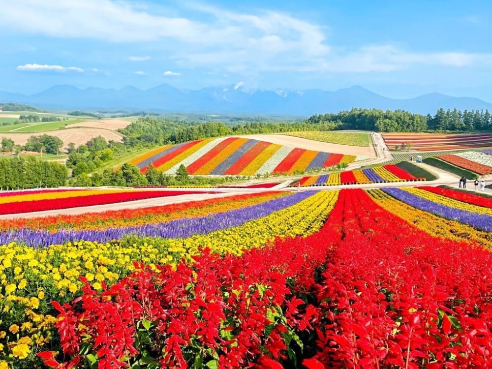 1-Day Bus Tour around Biei & Furano : Panoramatic Flower Gardens tours ...