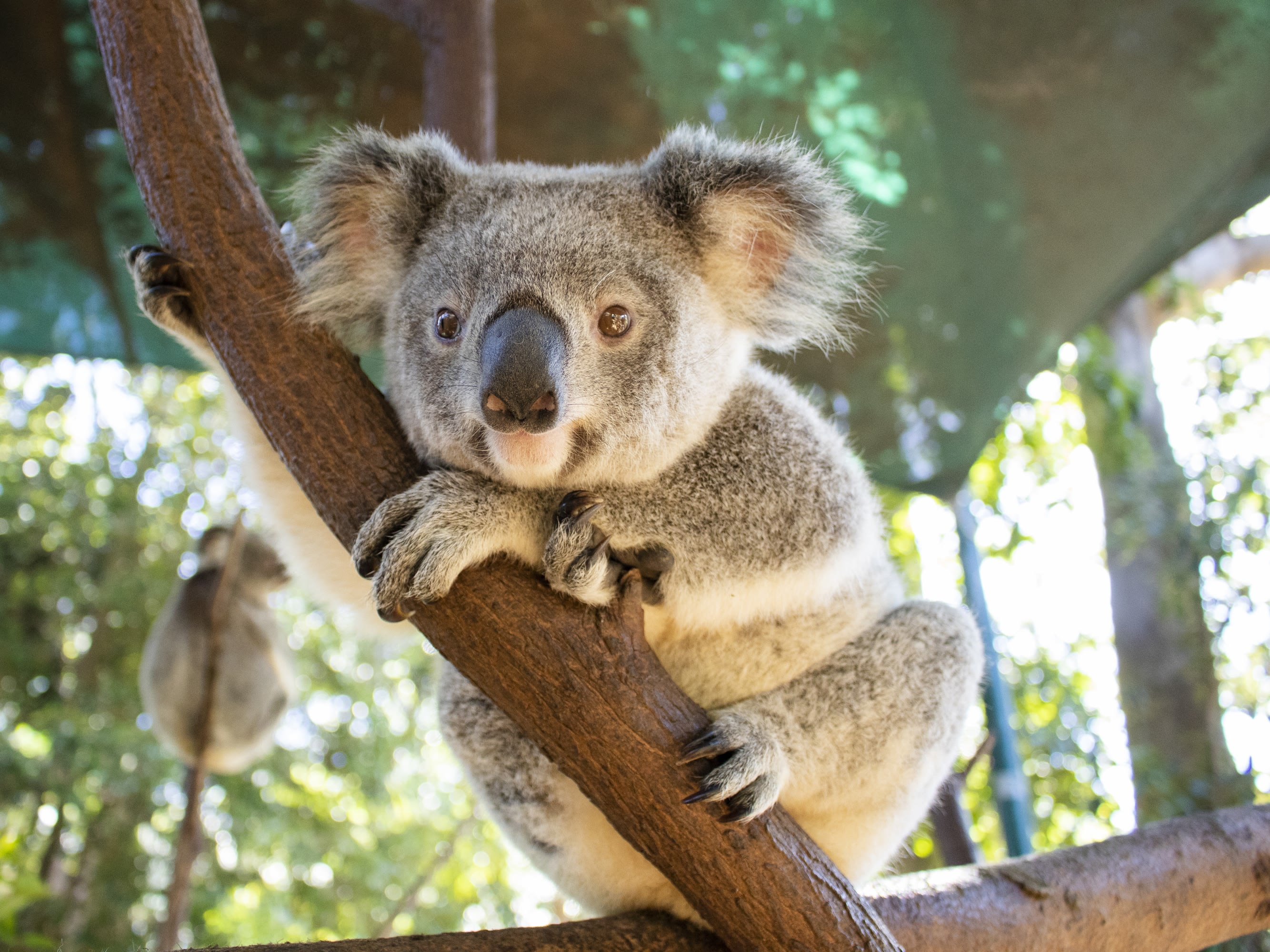 オーストラリア コアラ 抱っこ | ゴールドコースト観光・オプショナルツアー予約専門 VELTRA