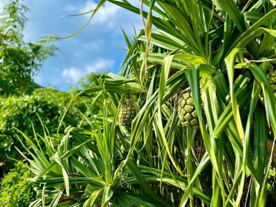 EVトライクツアー　専属ガイドがご案内！電動三輪バイクを運転して屋良部岳へ＜送迎可／石垣島＞ by EVOLRIDE
