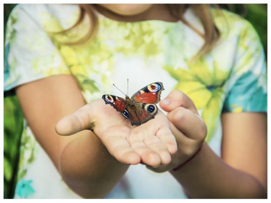 ドバイ・バタフライ・ガーデン: 入場券 by Tiqets