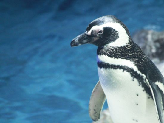 すみだ水族館入場チケット事前予約 いきものとの繋がりを深く感じる＜押上＞