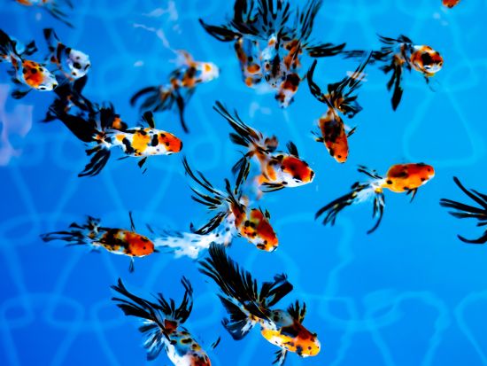 すみだ水族館入場チケット事前予約 いきものとの繋がりを深く感じる＜押上＞