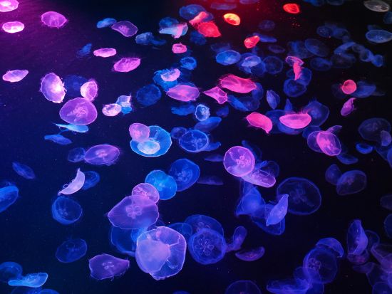 すみだ水族館入場チケット事前予約 いきものとの繋がりを深く感じる＜押上＞