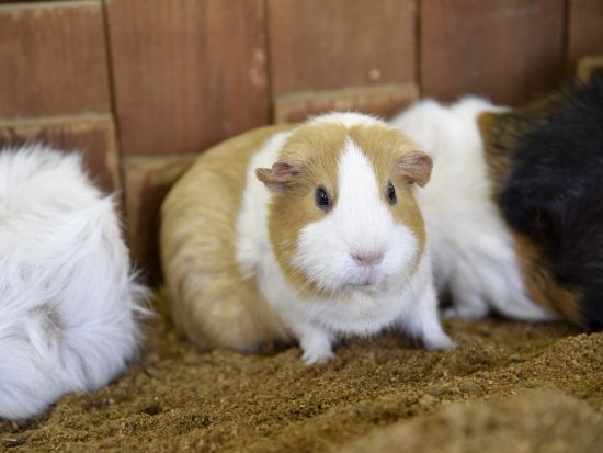 路線バスで行く 阿蘇ファームランド＆阿蘇山上の雄大な自然を満喫する旅＜昼食付／熊本桜町バスターミナル・熊本駅・阿蘇くまもと空港発＞