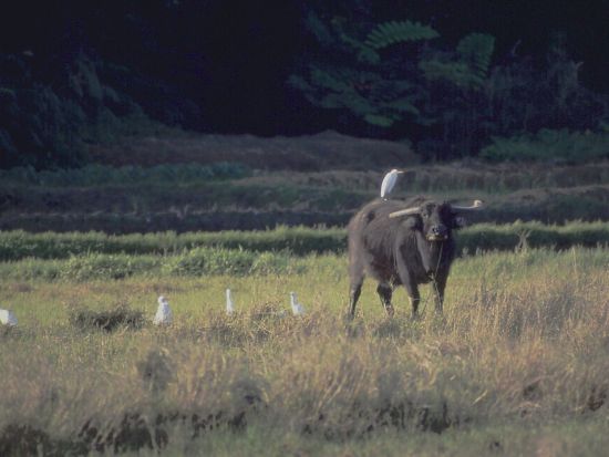 黒島レンタサイクル 「ハートアイランド」を自転車で駆け抜けよう！のどかな島をのんびり観光♪＜石垣島発＞