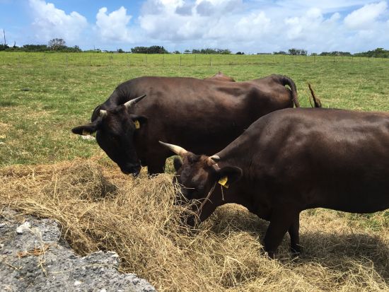 黒島レンタサイクル 「ハートアイランド」を自転車で駆け抜けよう！のどかな島をのんびり観光♪＜石垣島発＞