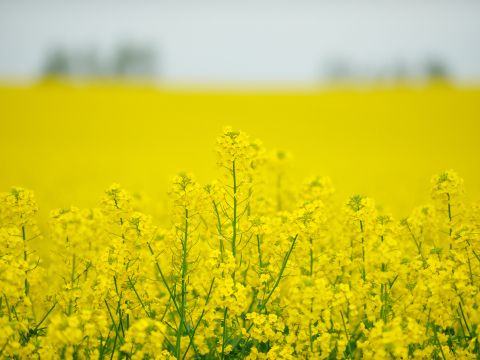札幌発 滝川＆砂川花まつりバスツアー 広がる菜の花畑に心ときめく！SHIRO砂川本店みんなの工場＋小林酒造etc.＜5月17日限定／1名から催行／札幌駅発着＞