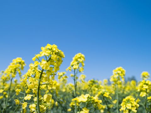 札幌発 滝川＆砂川花まつりバスツアー 広がる菜の花畑に心ときめく！SHIRO砂川本店みんなの工場＋小林酒造etc.＜5月17日限定／1名から催行／札幌駅発着＞
