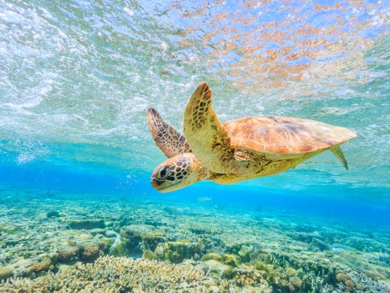 eSIMサービス グアム島内対応＜データ無制限／最大10日間／日本語対応／データ通信専用＞