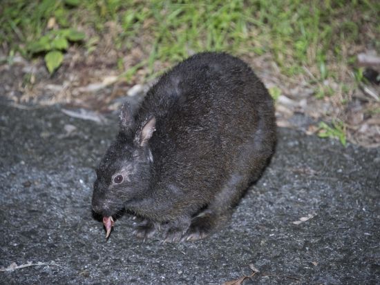 アマミノクロウサギに会いに行くショートナイトツアー　＜1.5～2時間／瀬戸内町＞ by ゼログラヴィティ