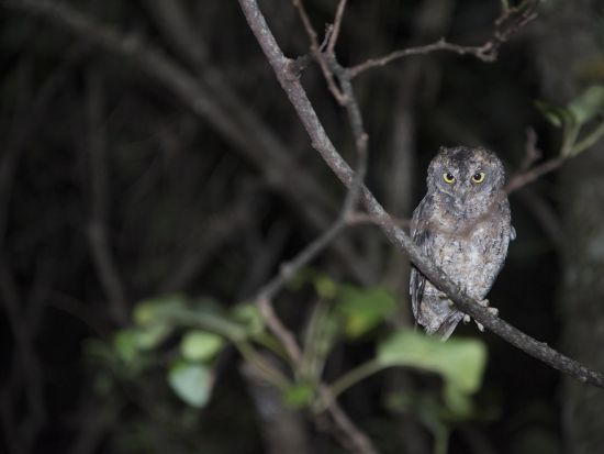 アマミノクロウサギに会いに行くショートナイトツアー　＜1.5～2時間／瀬戸内町＞ by ゼログラヴィティ