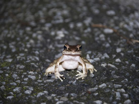 アマミノクロウサギに会いに行くショートナイトツアー　＜1.5～2時間／瀬戸内町＞ by ゼログラヴィティ