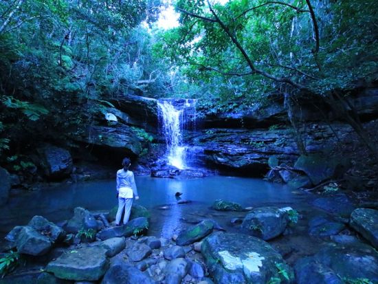 【ベストプライス】西表島マングローブ滝トレッキングツアー マイナスイオンをたっぷり感じる森林浴トレッキング＜11～4月／指定ホテル送迎選択可／石垣島発＞