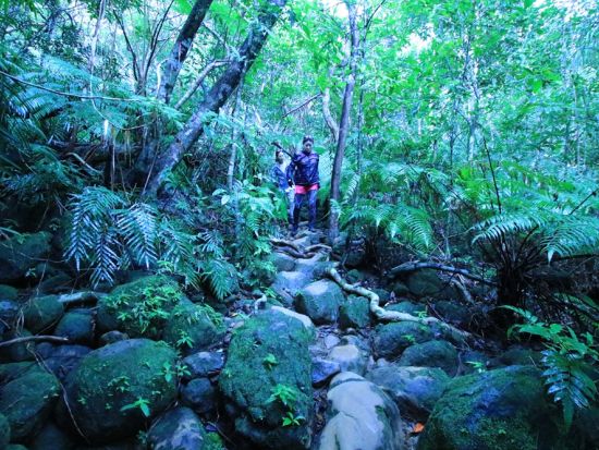 【ベストプライス】西表島マングローブ滝トレッキングツアー マイナスイオンをたっぷり感じる森林浴トレッキング＜11～4月／指定ホテル送迎選択可／石垣島発＞