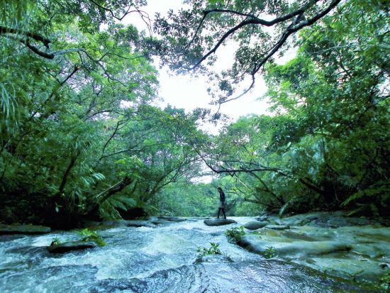 【ベストプライス】西表島マングローブ滝トレッキングツアー マイナスイオンをたっぷり感じる森林浴トレッキング＜11～4月／指定ホテル送迎選択可／石垣島発＞
