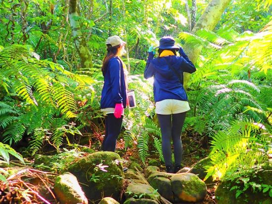 【ベストプライス】西表島キャニオニング（5～10月）または滝トレッキング（11～4月）＋選べる竹富島観光ツアー＜指定ホテル送迎選択可／石垣島発＞