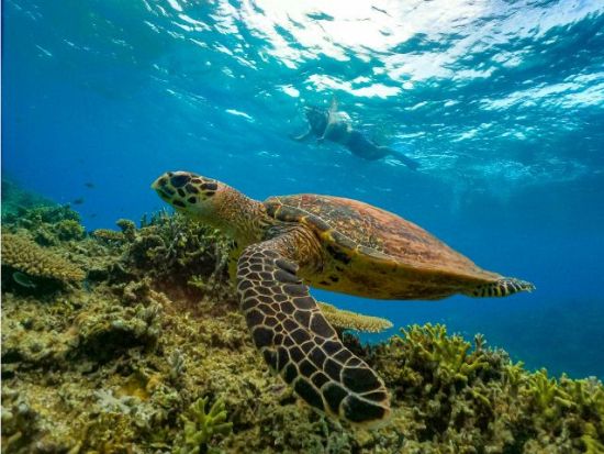 選べるクリアサップ・クリアカヤック体験プラン 後半はシュノーケリングでウミガメや熱帯魚たちと探検 ドローン撮影サービス付き＜2時間／恩納村＞