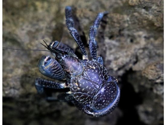 【ナイト/1時間】当日予約OK! 小学生未満無料！石垣島の夜の生き物探索 & 星空鑑賞！短時間で手軽にナイトウォッチング！