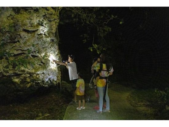 【ナイト/1時間】当日予約OK! 小学生未満無料！石垣島の夜の生き物探索 & 星空鑑賞！短時間で手軽にナイトウォッチング！