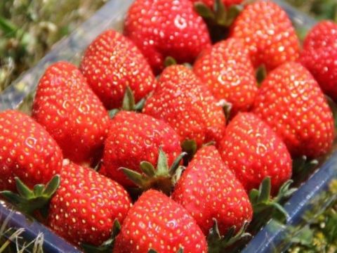 札幌発 ニセコ芝ざくら＋豊浦いちご豚肉まつりバスツアー 少し遅い俱知安の春と初夏のはじまりを味わう！＜6月1日限定／1名から催行／札幌駅発着＞