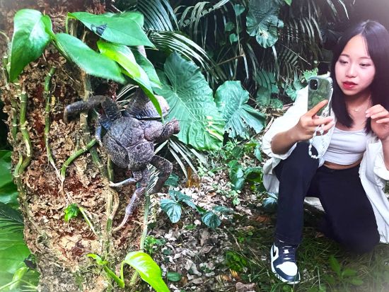 星空☆ナイトサファリ☆ 天然のプラネタリウム石垣島で南国特有の動植物を探そう〈約2時間／市街地送迎／石垣島＞