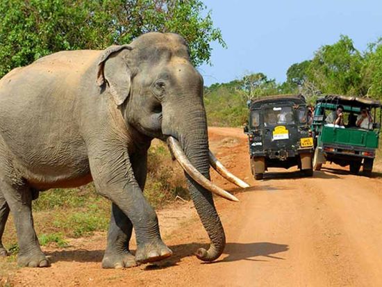 ヤーラ国立公園＆世界遺産ゴール　観光ツアー ＜貸切／日帰りまたは1泊2日／日本語ガイド＞