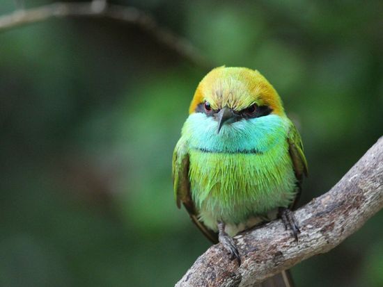 Bee_Eater