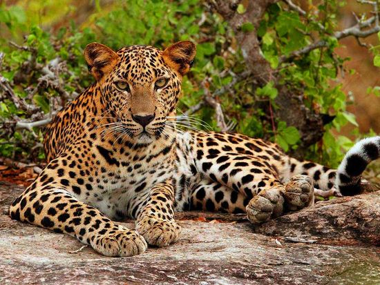Leopard-1