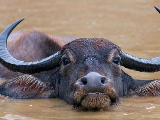 ヤーラ国立公園＆世界遺産ゴール　観光ツアー ＜貸切／日帰りまたは1泊2日／日本語ガイド＞