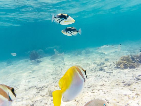 シュノーケリングツアー 完全貸切！石垣島の透明度の高い海を堪能しよう GoProレンタル付＜1日3便／2歳～参加OK／送迎あり／石垣島＞