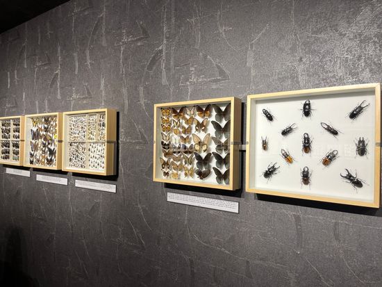 Surim Insect museum