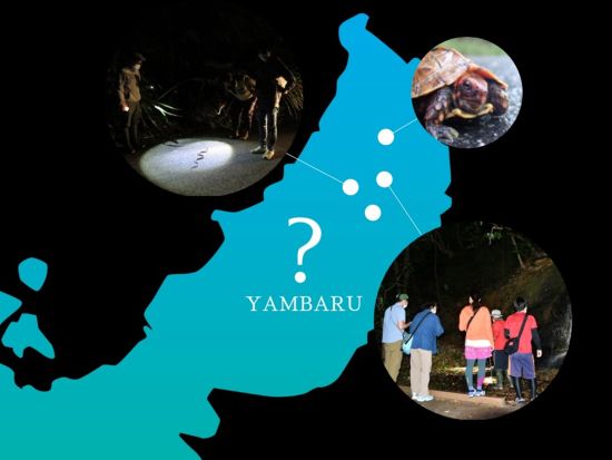保全体験型ナイトツアー"AKISAMIYO" 世界自然遺産に登録された「やんばるの森」を探検！＜1組限定／約3時間／送迎あり＞