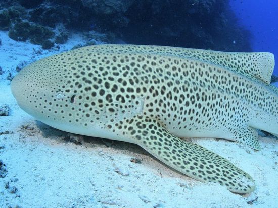 requin léopard