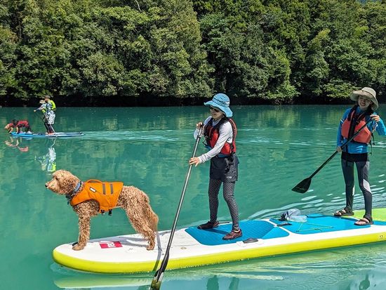 11_dog_sup