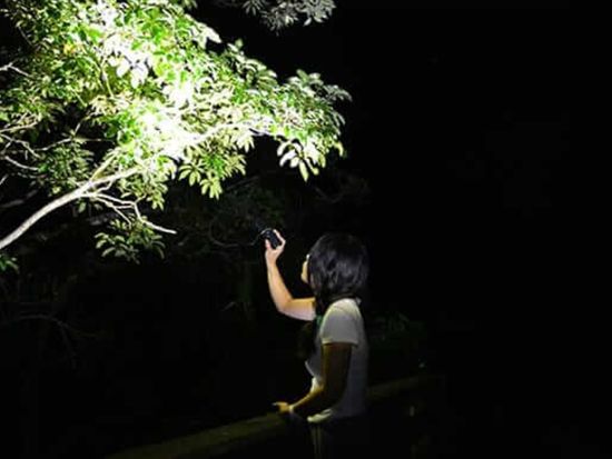 やんばるナイトネイチャーウオッチ 子供も大人もわくわく探検♪夜のやんばるを観察&パトロールに行こう！＜約3時間＞