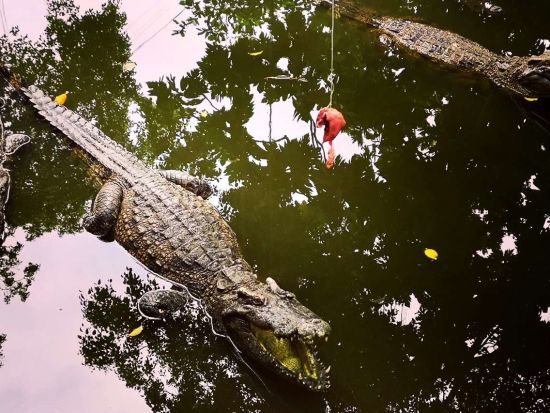 午後出発！半日メコン川クルーズツアー　ミトー定番スポット＋迫力満点のワニ釣り体験＜日本語ガイド＞