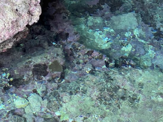 【沖縄本島 中部 恩納村 秘境ツアー】いにしえのエネルギーが満ちる秘境へ　大自然が生む感動の絶景ツアー＜一眼レフで撮影した写真を無料プレゼント＞