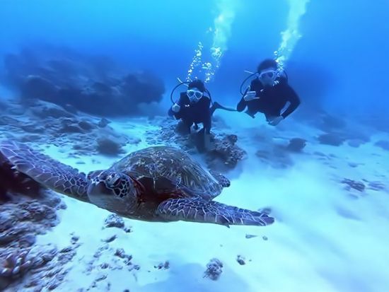 体験ダイビング 日本語インストラクター貸切！透明度抜群の西オアフの海でビーチダイビング＜ビーチ／1ダイブ＞by アプアダイビング