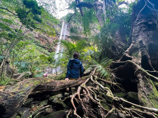 西表島マングローブカヤック+トレッキング+由布島観光ツアー　1日で西表島と由布島の2つの島を満喫 ピナイサーラの滝、牛車も！＜上原港送迎あり／西表島発＞