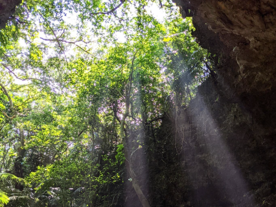 西表島マングローブカヤック+トレッキング+由布島観光ツアー　1日で西表島と由布島の2つの島を満喫 ピナイサーラの滝、牛車も！＜上原港送迎あり／西表島発＞