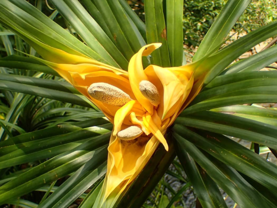 西表島マングローブカヤック+トレッキング+由布島観光ツアー　1日で西表島と由布島の2つの島を満喫 ピナイサーラの滝、牛車も！＜上原港送迎あり／西表島発＞