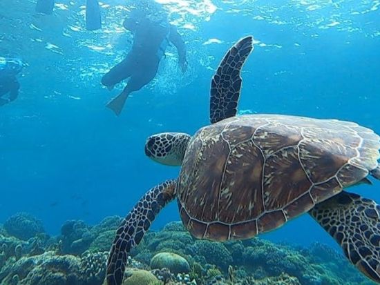 慶良間半日シュノーケリング  ウミガメ探索やマリンアクティビティ、体験ダイビングのセットプランあり＜那覇市内送迎無料／3時間＞