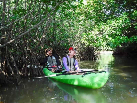 マングローブカヌーツアー　島内最大の流域面積を誇る宮良川のマングローブを探索！＜当日10時まで予約可＞By 石垣島観光