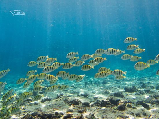 青の洞窟 シュノーケリング  ガイドは全員有格者のプロがご案内！当日のお写真・動画は全てプレゼント＜ボート／1日4便／2名～／6歳～／約2時間半／恩納村＞